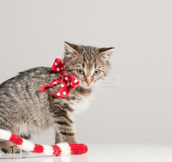 Tiny furball cutie. Stock photo © lithian