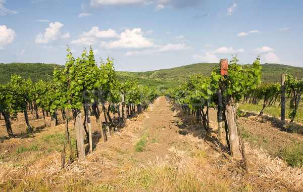 Vineyards late spring. Stock photo © lithian