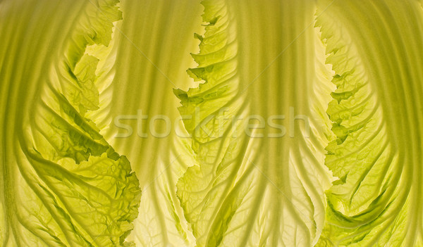 Beautiful cabbage leaf macro lit-thru. Stock photo © lithian