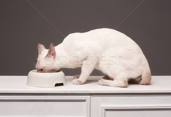 Branco gato siamês adulto alimentação Foto stock © lithian