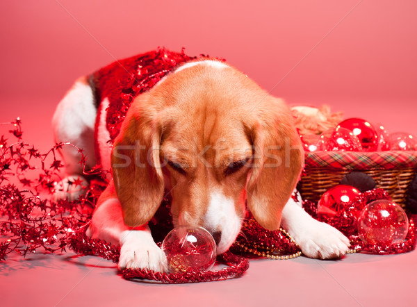 Christmas beagle portret godny podziwu cute funny Zdjęcia stock © lithian