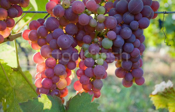 Fall harvest time. Stock photo © lithian