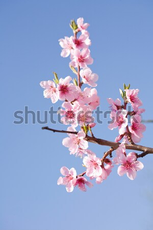 Foto d'archivio: Bella · fiori · di · primavera · cielo · blu · colorato · fresche · fiori