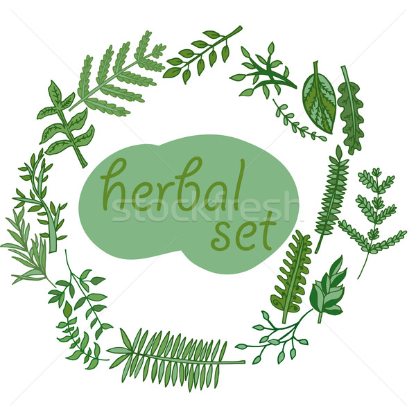 herbal set, vector hand drawn illustration Stock photo © LittleCuckoo