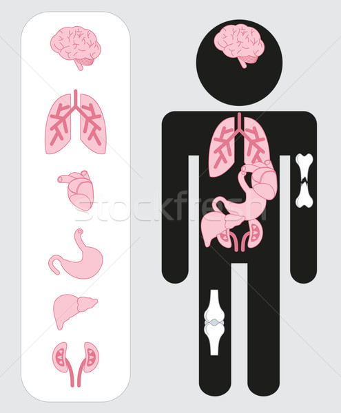 Medical human organs icon set with body. Stock photo © LittleCuckoo