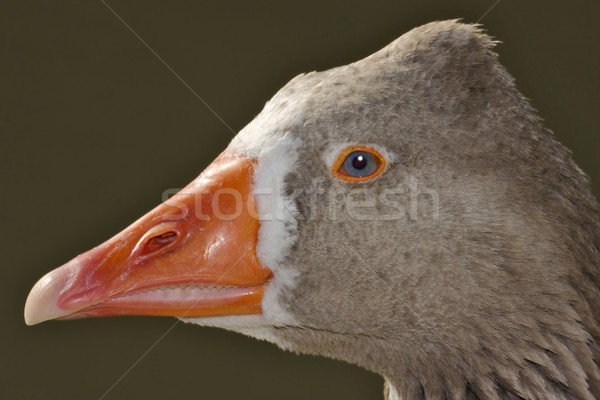 brown and grey duck  Stock photo © lkpro