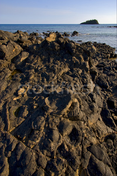 carpet of stone in a beach in nosy be  madagascar Stock photo © lkpro