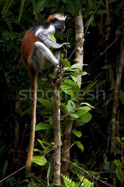 Maymun ada gözler doğa palmiye ağız Stok fotoğraf © lkpro