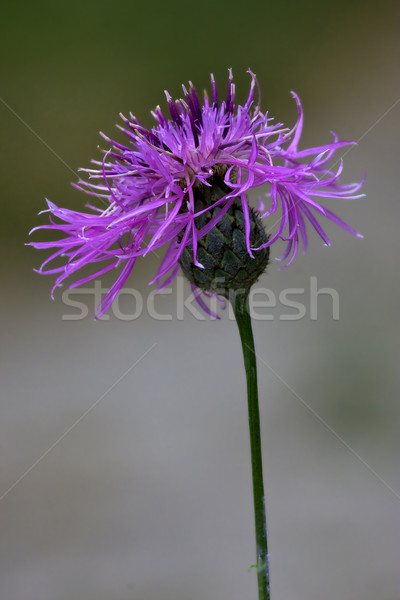 centaurea scabiosa  composite violet flower Stock photo © lkpro