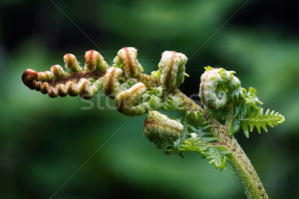 Eğreltiotu bakıyor yaprak bahçe web yeşil Stok fotoğraf © lkpro