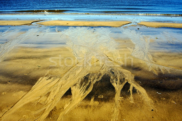 abstract in beach  Stock photo © lkpro