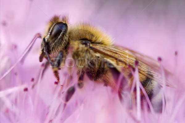 Méh rózsaszín kicsi rózsaszín virág virág piros Stock fotó © lkpro