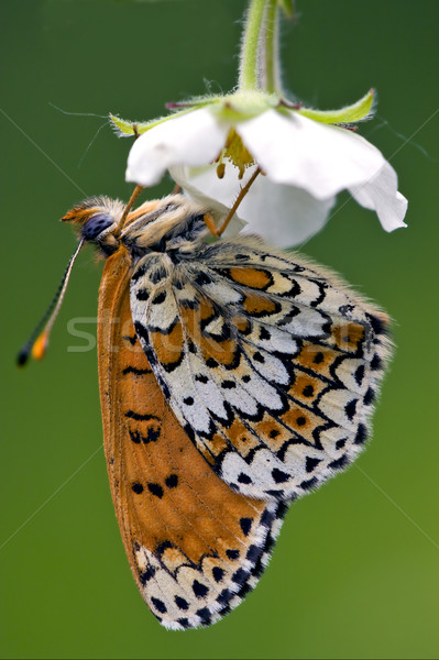 side of wild brown white orange butterfly    Stock photo © lkpro
