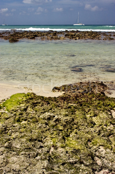 海灘 岩 石 機艙 棕櫚 水 商業照片 © lkpro