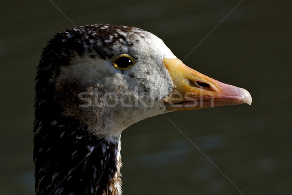  brown  duck whit black  eye Stock photo © lkpro