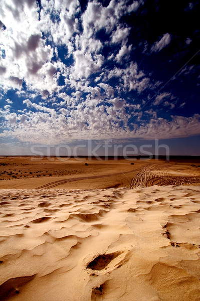 Dune sahara désert eau bois soleil [[stock_photo]] © lkpro