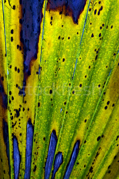 a leaf in bahamas Stock photo © lkpro