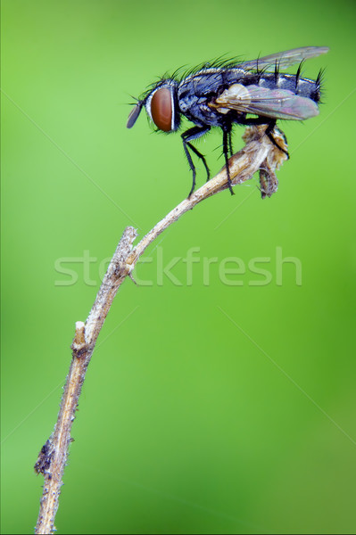 Fekete kicsi légy ág szem természet Stock fotó © lkpro