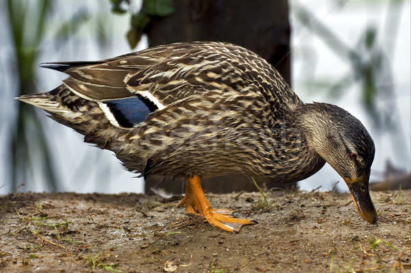 a duck eating in the earth Stock photo © lkpro