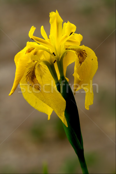 close up of a  iridacee wild yellow  Stock photo © lkpro