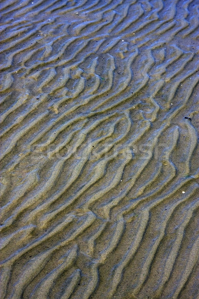 shore texture and curved line  Stock photo © lkpro