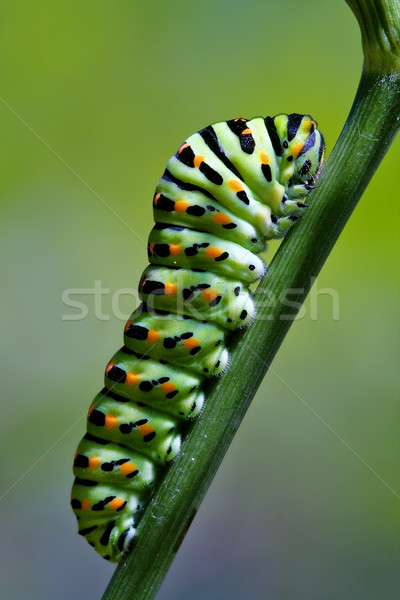 bruco di Papilionidae su un rametto Stock photo © lkpro