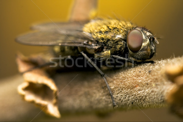 pollenia rydis Stock photo © lkpro