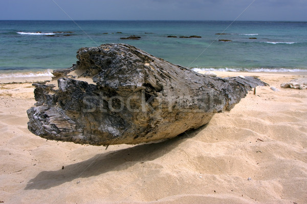 beach rock stone and tree in  republica dominicana Stock photo © lkpro