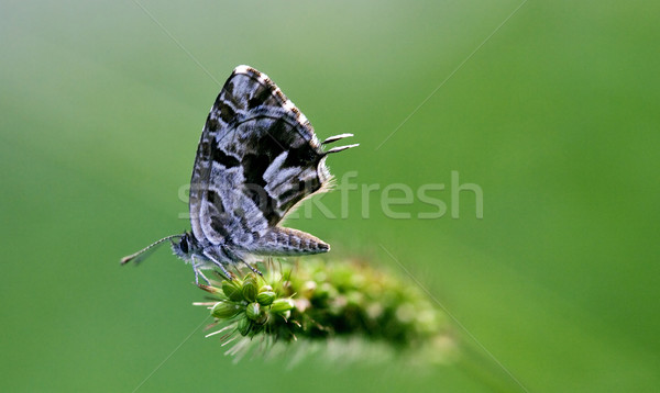 utterfly  on a green Stock photo © lkpro