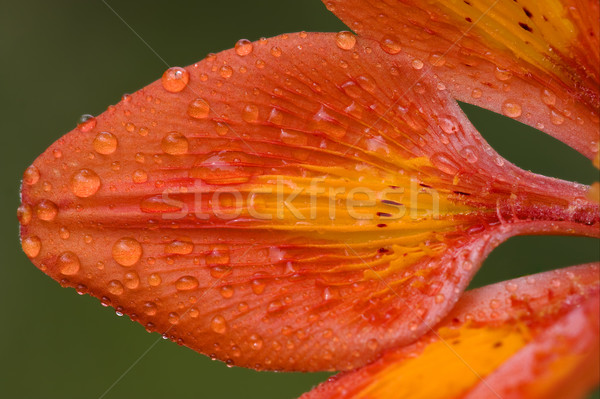 Liliom zöld virág Stock fotó © lkpro
