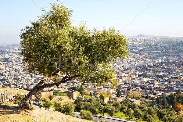 Wysoki w. Maroko drzewo Afryki dziedzinie Zdjęcia stock © lkpro