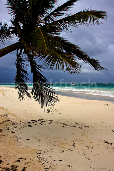 beach seaweed and coastline in playa paradiso mexico Stock photo © lkpro