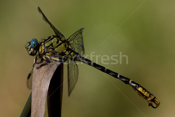 Foto stock: Preto · amarelo · libélula · madeira · folha