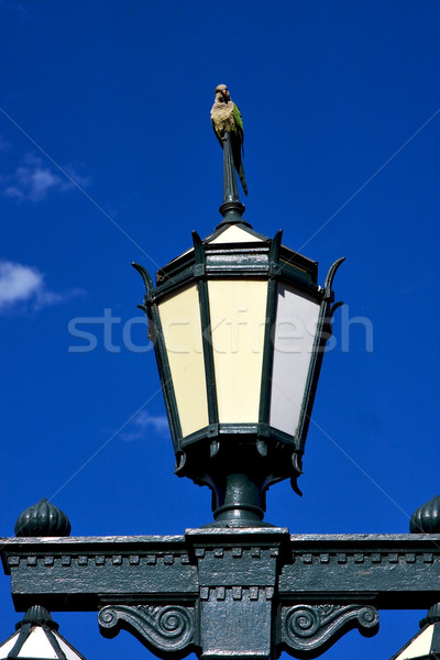  green street lamp and parrot  Stock photo © lkpro