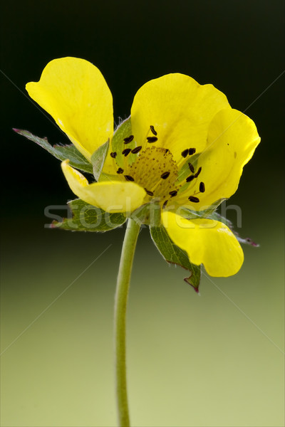 Сток-фото: желтый · цветок · цветок · весны · свет · лист · зеленый