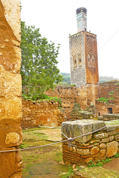 古い ローマ サイト モロッコ アフリカ ツリー ストックフォト © lkpro