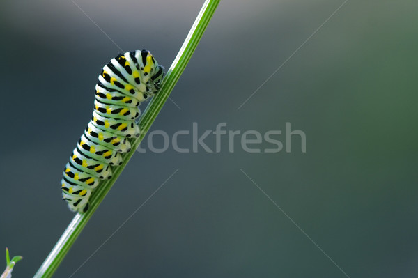 毛蟲 綠色 支 性質 黑色 顏色 商業照片 © lkpro
