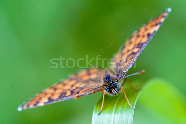 front of wild brown orange butterfly   Stock photo © lkpro