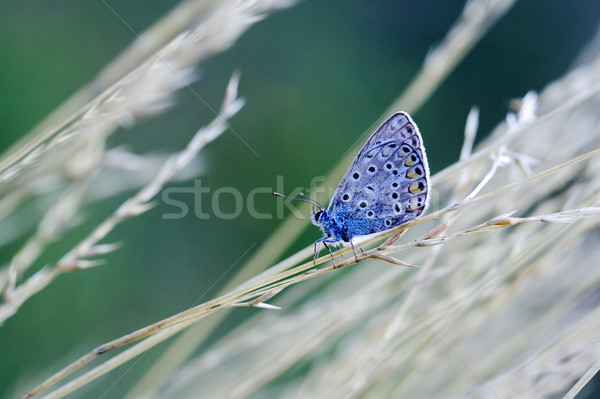  blue orange  butterfly  Stock photo © lkpro