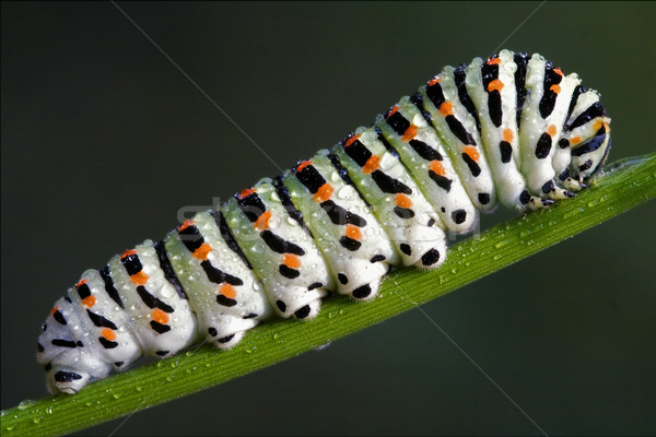 Stock photo: caterpillar of Papilionidae in the fennel 