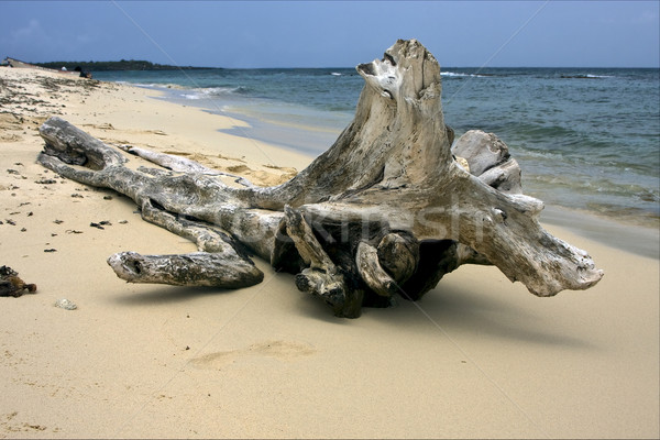 Stock foto: Strand · Baum · rock · Stein · Wasser · Meer