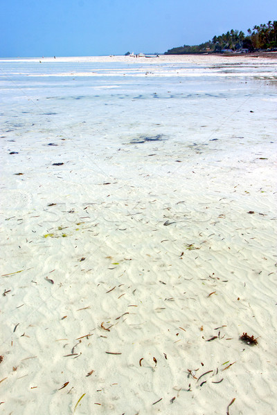 seaweed beach   in zanzibar   indian  sailing Stock photo © lkpro