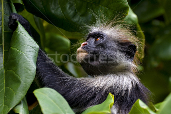 [[stock_photo]]: Ape · forêt · yeux · île · nature · cheveux