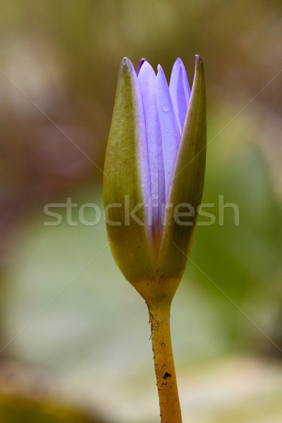 цветения Маврикий цветок весны лист Сток-фото © lkpro