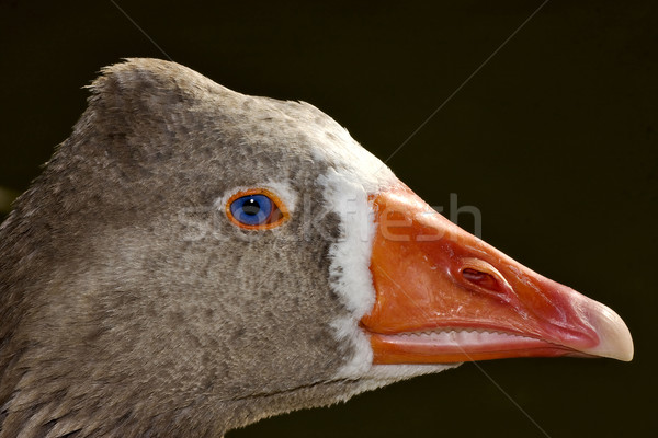 brown duck whit blue eye Stock photo © lkpro