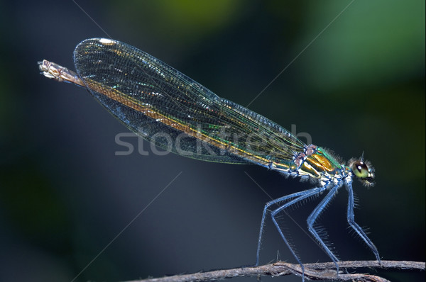 Coenagrionidae Stock photo © lkpro