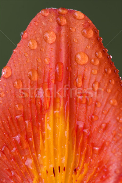 part of a lily Stock photo © lkpro