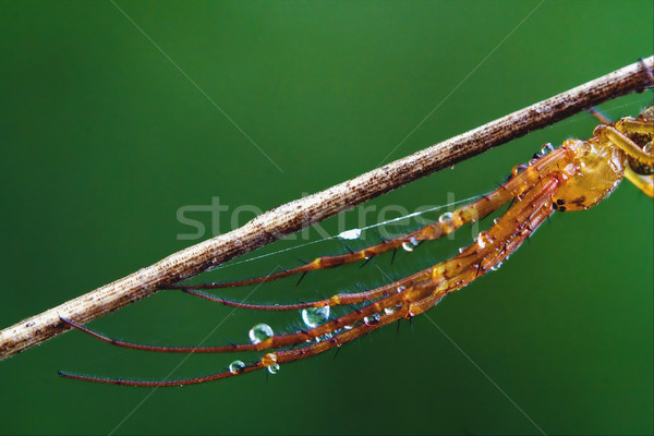 арахнофобия паутину дерево древесины веб Сток-фото © lkpro