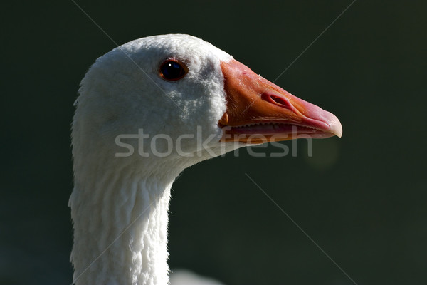 duck in green Stock photo © lkpro