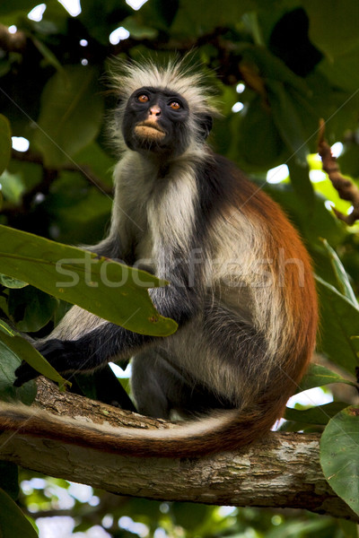 [[stock_photo]]: Ape · yeux · île · nature · Palm · bouche